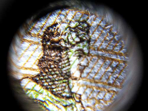 Микроскоп - насадка для макрофотосъёмки на смартфоне